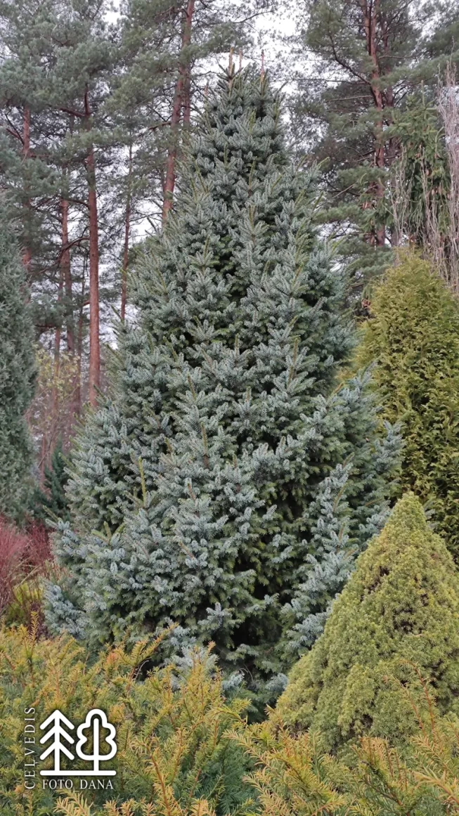 Picea omorika   'Nana'